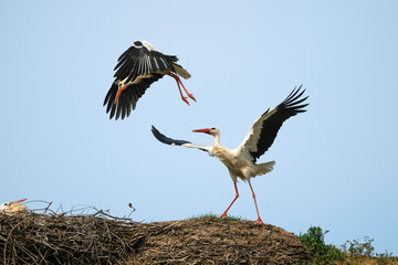Cigogne blanche, nid,.Ciconia ciconia, White Stork, Chateau de la Rivière, Parc Naturel Régional des Marais du Cotentin et du Bessin, Manche, 50