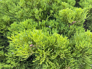 Lush green conifer foliage forming dense natural texture, evergreen plant background for landscaping and nature concepts