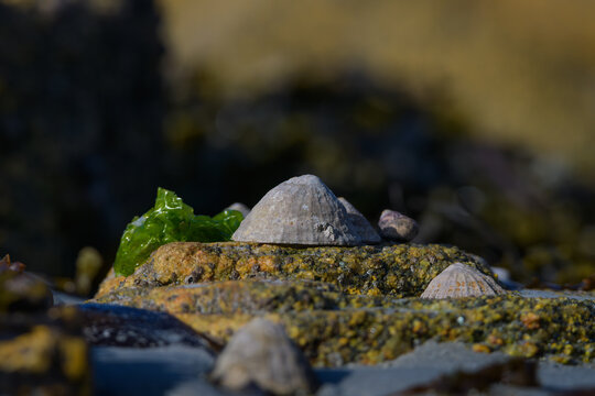 Coquillages dans les rochers en Bretagne