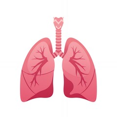 Human Lung Illustration on White Background Showing Bronchial Structure
