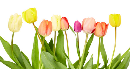 Red And Yellow Tulips Bottom