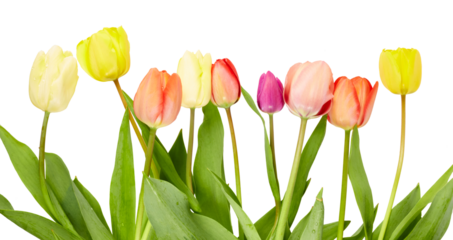 red and yellow tulips bottom border isolated on white or transparent png