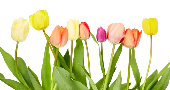 red and yellow tulips bottom border isolated on white or transparent png