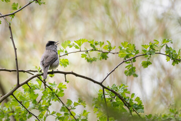 Male blackcap (Sylvia atricapilla) on a spring day, Fife, Scotland. Uk warbler species. 