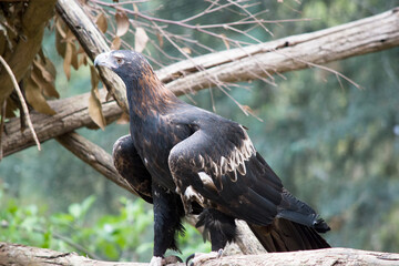 the wedge tailed eagle is resting on the ground
