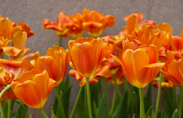 Field of  orange tulips blooming  with bright color in winter season