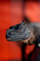Close-up shot of Iguana on red background
