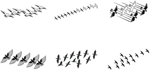 Fototapeta premium Pigeon racing flying in a row silhouette black vector art set design