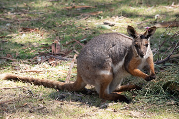 Fototapeta premium the yellow footed rock wallaby is eating a carrot