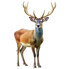 Obraz premium Wild deer isolated on white background