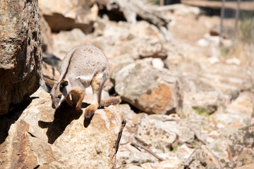 the yellow footed rock wallabiy is climbing down the mountain