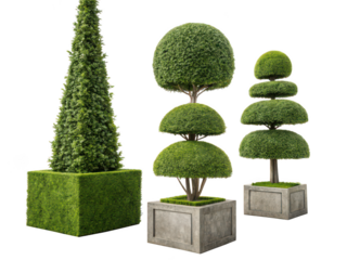 Decorative topiary png green sculpted plant png landscaping element png white background image