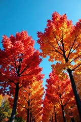 Fototapeta premium Colorful maple trees stand tall against a brilliant blue sky, autumn colors, woodland