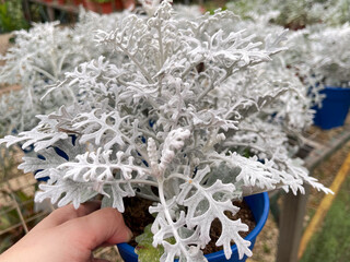 Close-up of silver dusty miller plant with soft textured leaves in a garden pot, ornamental foliage plant used for landscaping and decorative gardening.