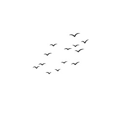 flying birds