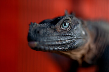 Close-up shot of Iguana on red background