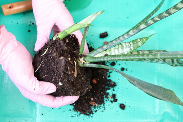 Transplanting house flowers, new pot, soil. Beautiful flower in the interior. Houseplant. 