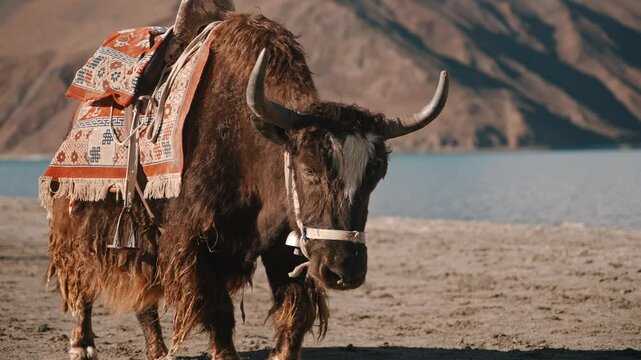 Close-Up of Tibetan Yak With Traditional Saddle by the Lake