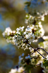 a blooming cherry branch on a tree in Ukraine