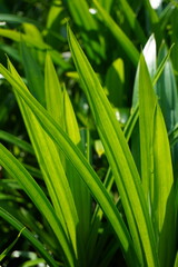 Close up image of pandanus amaryllifolius trees
