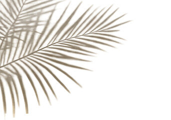 Obraz premium Realistic shadow overlay effect. Natural palm leaf shadows isolated on transparent background. Tropical coconut branch shade, foliage silhouette decoration. Design element for summer spring projects