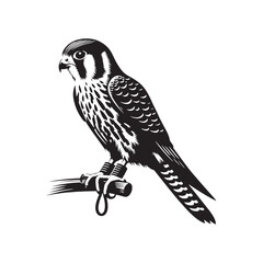 Sleek American Kestrel Silhouette Vector: Dynamic Bird of Prey Design Perfect for Wildlife Art - Black and White American Kestrel Illustration.
