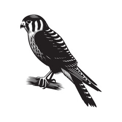 Naklejka premium Sleek American Kestrel Silhouette Vector: Dynamic Bird of Prey Design Perfect for Wildlife Art - Black and White American Kestrel Illustration.
