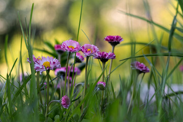 Pink and white daisies in shadow against a blurred background illuminated by golden hour sunlight.