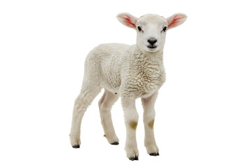 Fototapeta premium Young sheep isolated on white background looking at camera isolated on transparent background