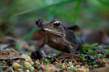 A close-up of a curious toad, its golden eyes glistening, surrounded by earthy tones of soil, leaves, and green blades.