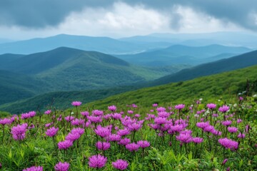 Vibrant wildflowers bloom in a lush green valley beneath moody clouds in a mountainous landscape