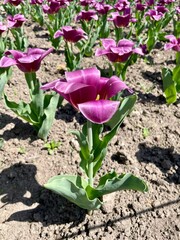 Light purple tulips meadow, spring flowers
