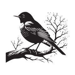 Elegant American Robin Silhouette Vector: Vibrant Songbird Design - Illustration of American Robin bird - Minimalist Bird Art.