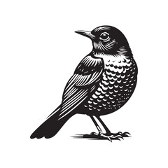Elegant American Robin Silhouette Vector: Vibrant Songbird Design - Illustration of American Robin bird - Minimalist Bird Art.