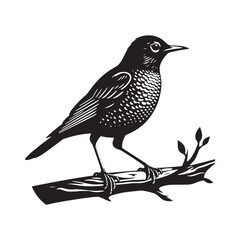 Elegant American Robin Silhouette Vector: Vibrant Songbird Design - Illustration of American Robin bird - Minimalist Bird Art.