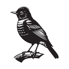Elegant American Robin Silhouette Vector: Vibrant Songbird Design - Illustration of American Robin bird - Minimalist Bird Art.
