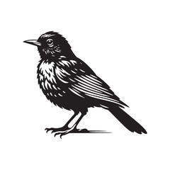 Fototapeta premium Elegant American Robin Silhouette Vector: Vibrant Songbird Design - Illustration of American Robin bird - Minimalist Bird Art.