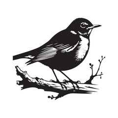 Elegant American Robin Silhouette Vector: Vibrant Songbird Design - Illustration of American Robin bird - Minimalist Bird Art.