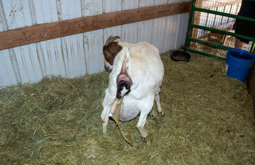 Baby goat being born