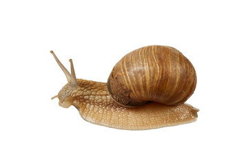 Burgundy garden snail isolated on white or transparent png