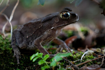 A close-up of a curious toad, its golden eyes glistening, surrounded by earthy tones of soil, leaves, and green blades.