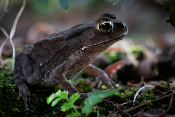 A close-up of a curious toad, its golden eyes glistening, surrounded by earthy tones of soil, leaves, and green blades.