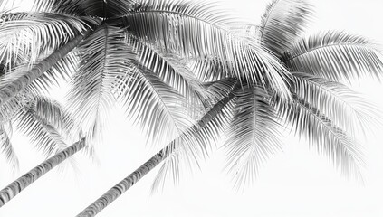 Monochrome close-up of palm trees against a bright sky