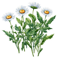 Breathtaking daisy flowers with detailed green leaves cut out watercolor art illustration transparent background isolated png stock