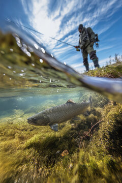 Split-shot of a fisherman standing in water and a large trout in the river. Close-up of the fish