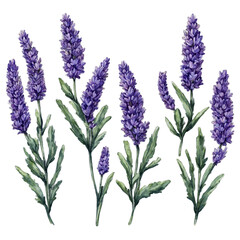 Fototapeta premium Chic lavender leaf designs cut out neatlys watercolor art illustration transparent background isolated png stock