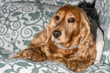 a brown cocker spaniel dog relaxing on a sofa