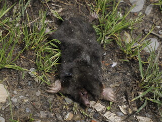 Dead mole close up detail
