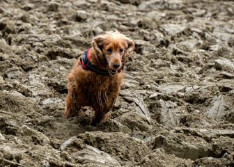 a brown cocker spaniel dog running to you in the countryside