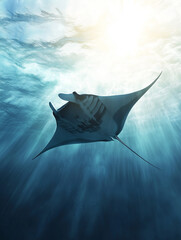Giant oceanic manta ray swimming in sunlit ocean